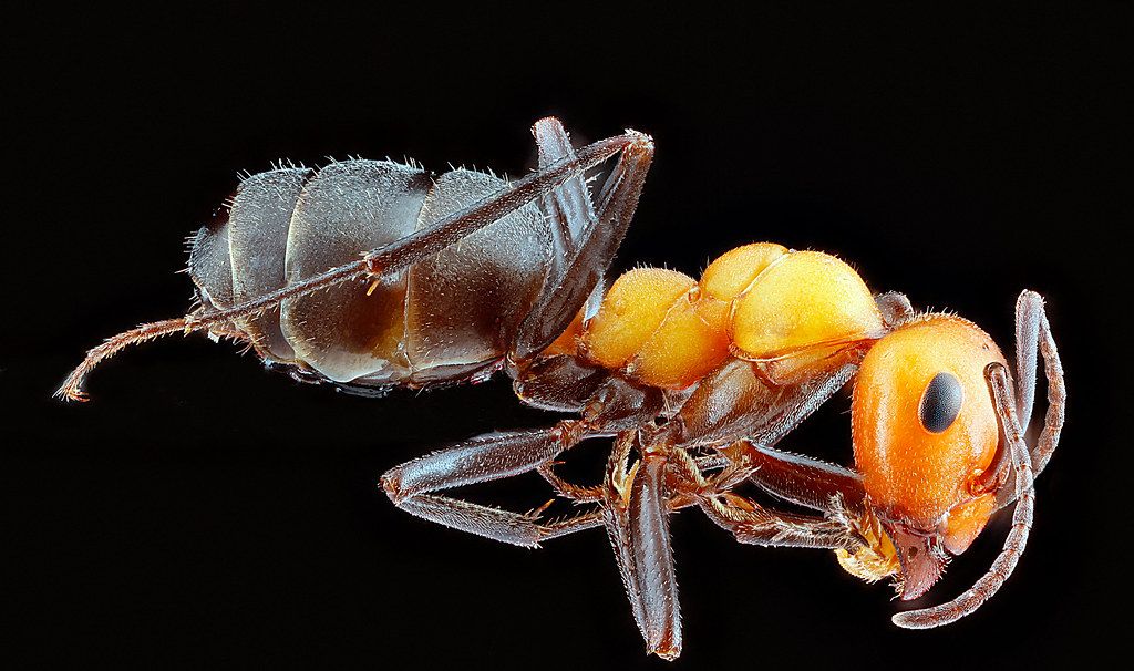 Ant Control service in Chino Hills, CA