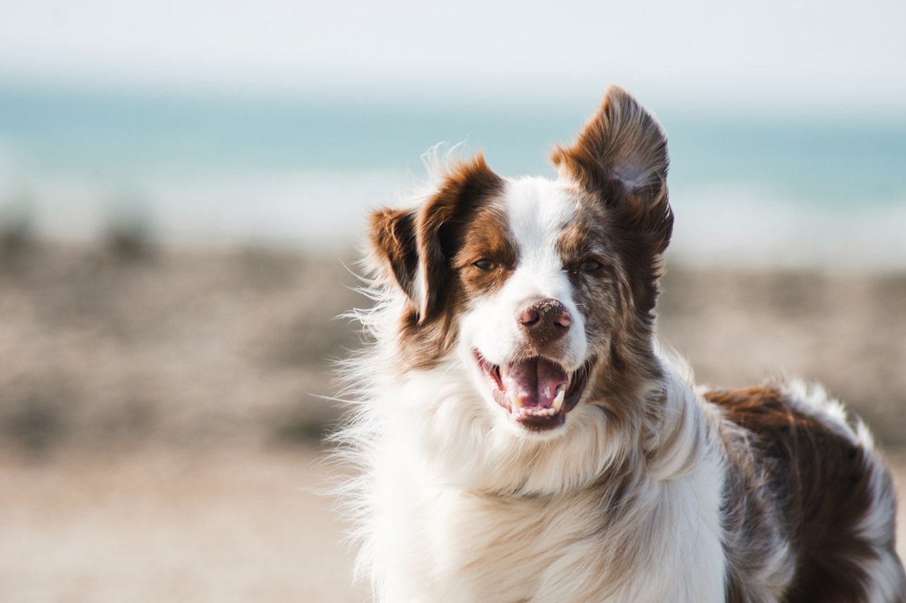 Flea & Tick Control service in Chino Hills, CA