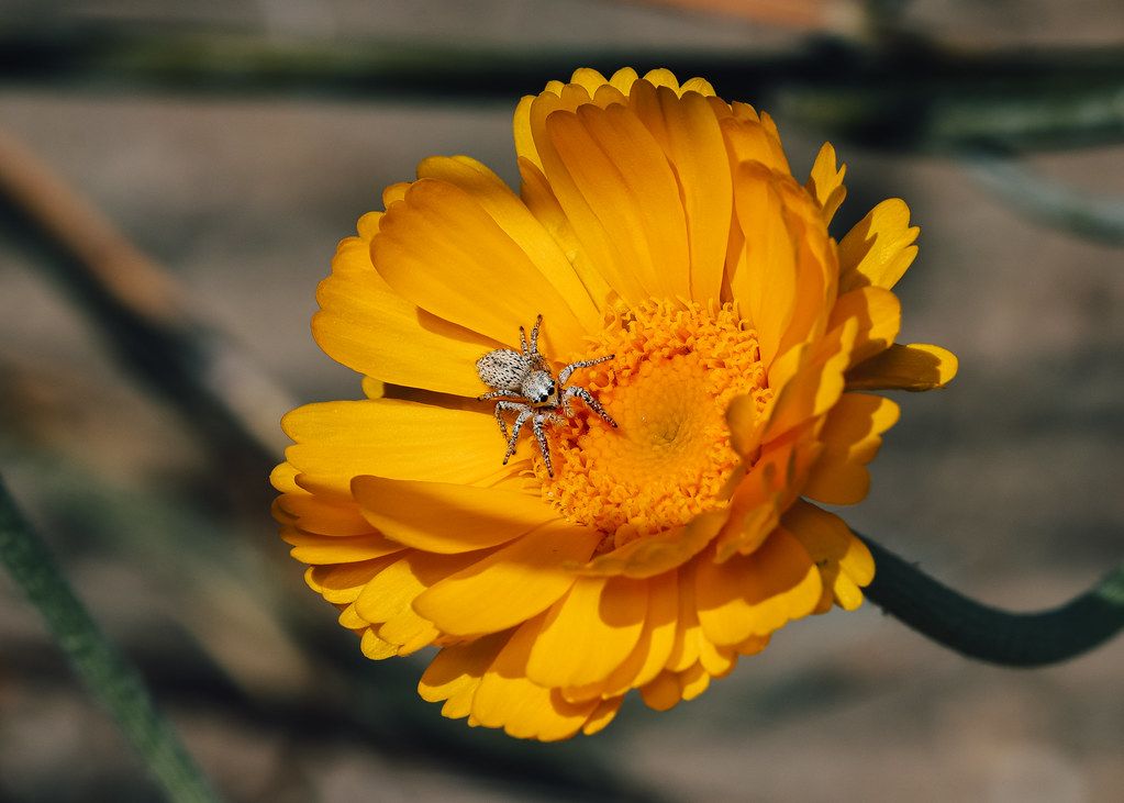 Spider Control service in Chino Hills, CA
